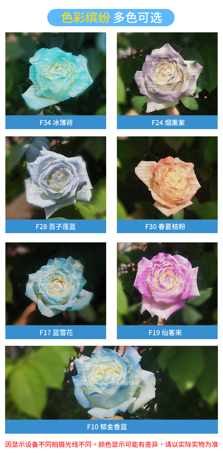 鮮花噴色劑_06