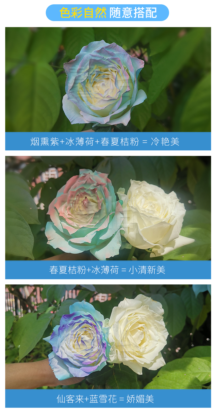 鮮花噴色劑_07
